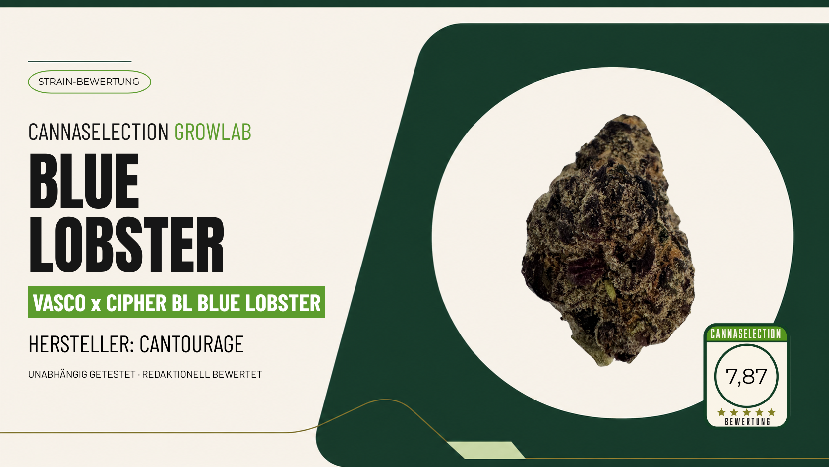 Blue Lobster Bluete im CannaSelection Sortentest
